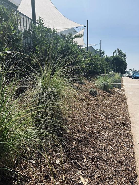Scripps Ranch Commercial Landscape — photo 4 of 9