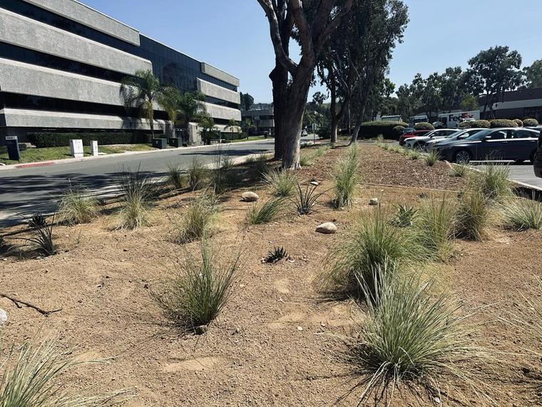 Scripps Ranch Commercial Landscape — photo 5 of 9